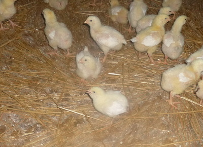 Young chicks gasping